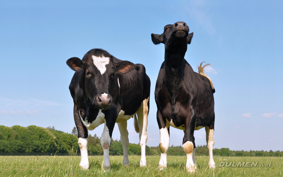 Two beautiful curious young cows in a meadow